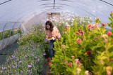 Visite de la ferme florale Les Fleurs de la Fontaine 