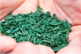 La spiruline de Retz