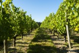 Visite du DOMAINE DE LA COCHE