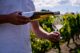 Visite du domaine viticole Le Moulin de la Touche