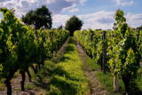 Visite du domaine viticole Le Moulin de la Touche