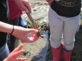 Visite enfant - Pêche à pied et littoral