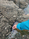 Visite explore la plage à marée basse, visite enfants, visite pêche à pied