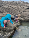 Visite explore la plage à marée basse, visite enfants, visite pêche à pied