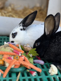 parcours enfant tout-petit bébé animaux ferme visite