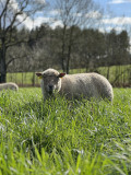 Visite guidée : Et si j'étais agriculteur ?