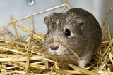 parcours enfant tout-petit bébé animaux ferme visite