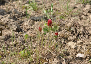 ADAPTER SON POTAGER AU CHANGEMENT CLIMATIQUE PORNIC