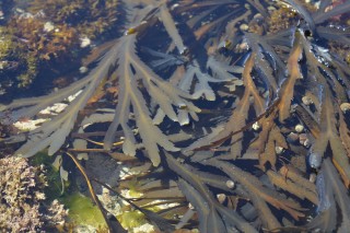 Sortie nature - UNE ALGUE DANS TON ASSIETTE