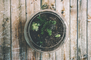 Atelier éco-responsable : terrarium