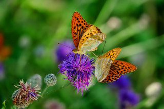 Atelier enfant 8 à 11 ans - Insectes et autres petites bêtes