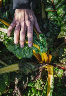 Atelier : je fais mon potager en permaculture à L'Eco Domaine La Fontaine Pornic