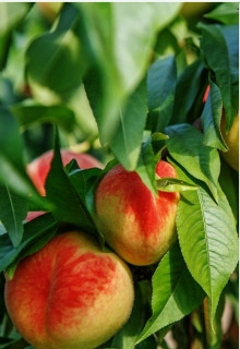 Atelier : prendre soin de ses arbres fruitiers