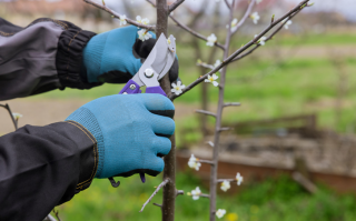 Atelier : prendre soin de ses arbres fruitiers Pornic