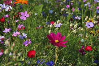 Bienvenue dans mon jardin au naturel