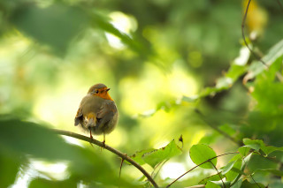 Comptez les oiseaux au jardin