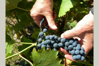 Conférence : Histoire de la vigne en Pays de Retz et alentours