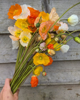 Cueillette et confection de bouquets à la ferme florale Les Fleurs de la fontaine