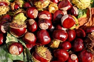 CUILLETTE DES CHATAIGNES ET TRAITE DES CHEVRES
