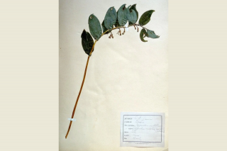Discovering Ferdinand Jamin’s herbarium – European Heritage Days