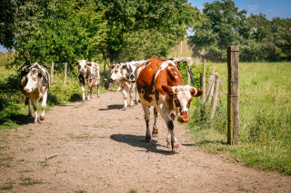 Découverte de la traite des vaches à la ferme du Marais Champs