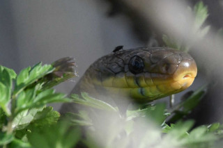 Découverte des reptiles du pays de Retz