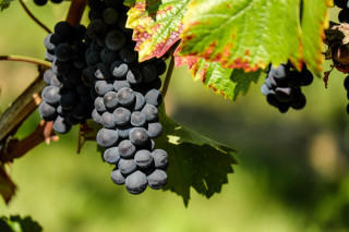 Découverte du vin vivant