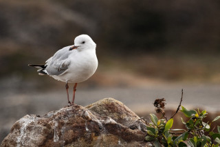 Découverte des oiseaux d'hiver à Préfailles