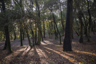 Balade découverte aux Terres Rouges et à la forêt de la Pierre Attelée