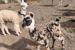 Un Halloween avec les lamas