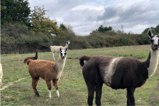 Elevage de Lamas & Alpagas 