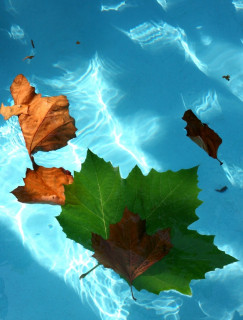 EXPOSITION: ABANDON PORNIC