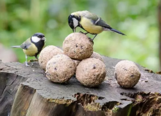 fabriquer-une-boule-de-graisse-pour-oiseaux-pornic-50367-51403-51409
