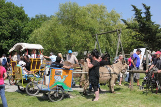 Fête de l'âne à Chauvé