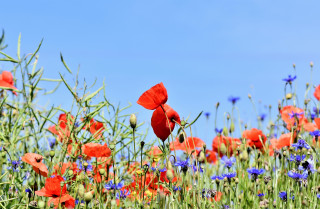 Fête des plantes et de la nature