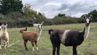 Fêtons Noël ensemble