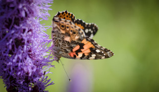 Insectes, p'tites bêtes et compagnie