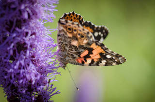 Insectes, p'tites bêtes et compagnie
