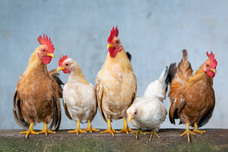 Lecture de contes pour les petits - La petite poule rousse