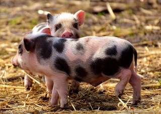 Lecture de contes pour les petits - Les 3 petits cochons