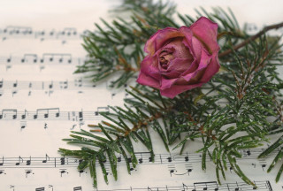 Les chanteuses de douche se jettent à l'eau