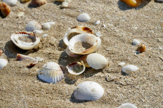 Atelier éco-responsable : retour de plage