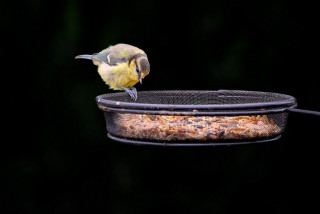 Mangeoires à oiseaux