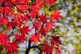 Marché d'automne