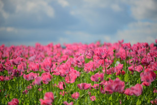 Octobre rose - Sainte Pazanne