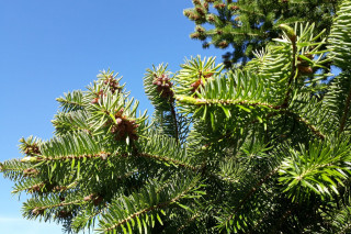 Petite forêt de Noël à Préfailles