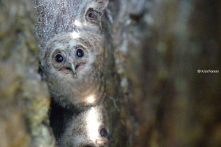 Les animaux de la nuit