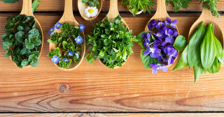 plantes-sauvages-50799