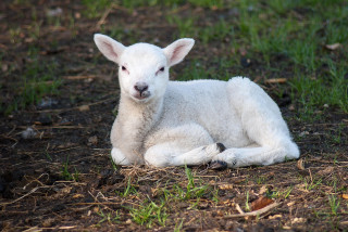Retrouvez les jouets perdus de Bambi l'agneau vendéen