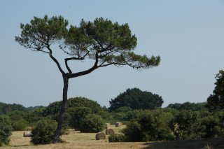 ST MICHEL PAR LES CHEMINS, LES TERRES ROUGES